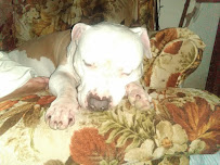 Lotsa Love Pet Sitting - Photo 5 - Car repair in La Porte, TX, Pasadena