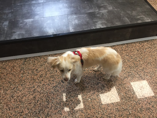 Pensioni per cani e dog hotel a Toelettatura di Animali Oliviaâ Grooming Salon Cassano Magnago