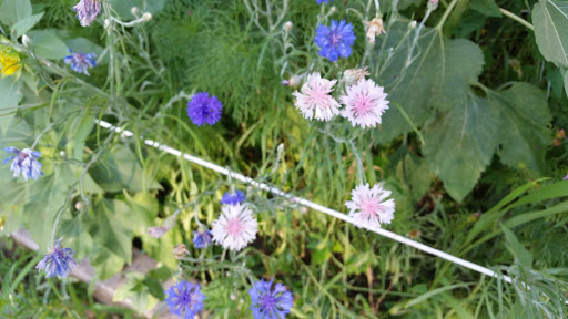 Park «Fort Reno Park», reviews and photos, Donaldson Pl NW, Washington, DC 20016, USA