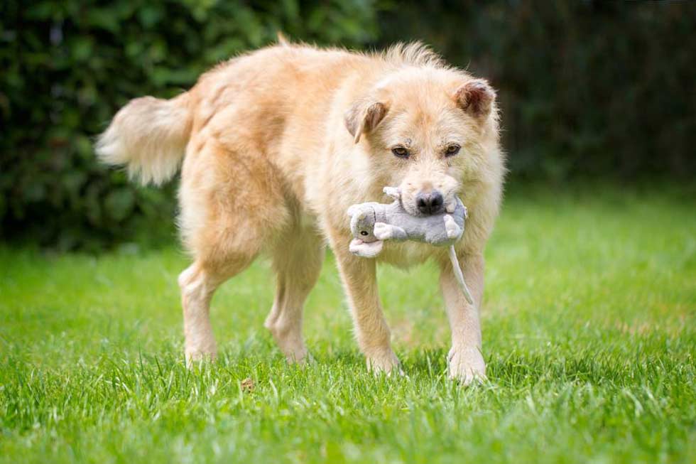 Tierhilfe Lebenswert e.V.