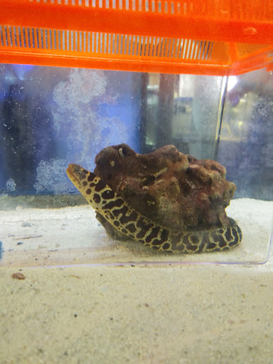 Pet Store «Animal Instincts Aquarium and Pet Center», reviews and photos, 811 Plymouth Ave, Fall River, MA 02721, USA