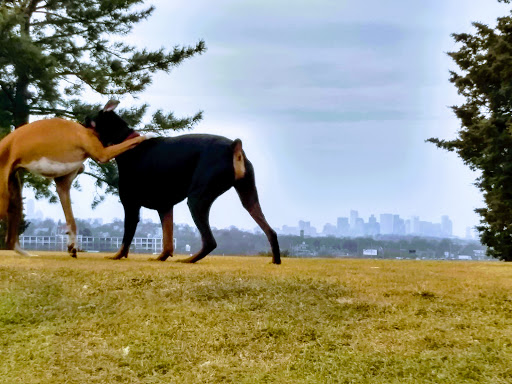 Golf Course «Presidents Golf Course», reviews and photos, 357 W Squantum St, Quincy, MA 02171, USA