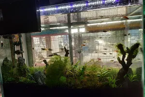 DHIYA PETS & AQUARIUM image