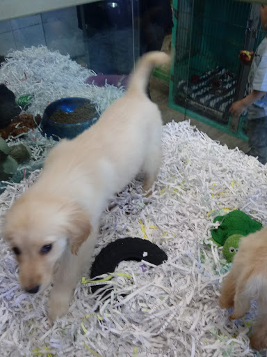 Pet Store «Animal House», reviews and photos, 7869 Hamilton Ave, Cincinnati, OH 45231, USA