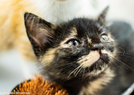 Pet Supply Store «Pet Supermarket», reviews and photos, 1746 E Silver Springs Blvd, Ocala, FL 34470, USA