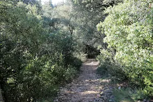 Sentier des Cèdres image