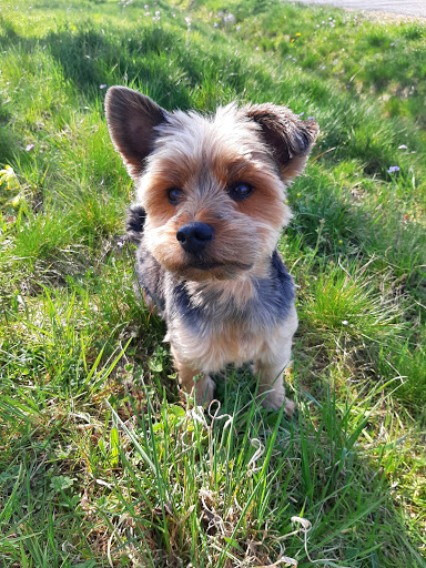 Biggis Hundesalon unter Eggolsheim, 