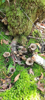Foret de Chaource à Chaource