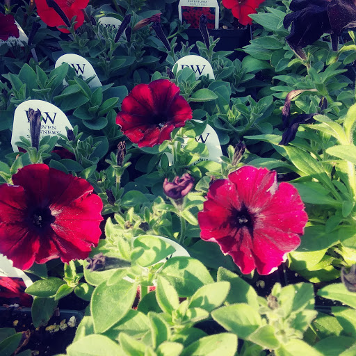 Produce Market «Stauffer Fruit Stand», reviews and photos, RR 663, Pennsburg, PA 18073, USA