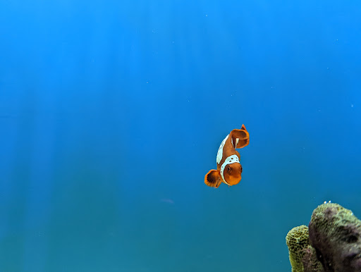 Tropical Fish Store «Tropi-Quatics Pet Center», reviews and photos, 337 S Main St, Lombard, IL 60148, USA