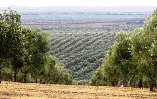Natural Foods Store «The Olive Oil Taproom», reviews and photos, 200 Towne Center W Blvd, Henrico, VA 23233, USA