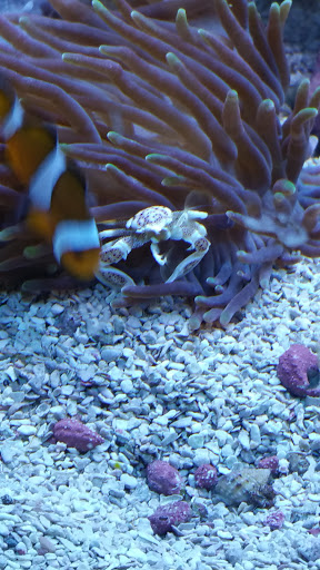 Pet Store «Fish 4 U», reviews and photos, 4010 Highland Dr #1, Millcreek, UT 84124, USA