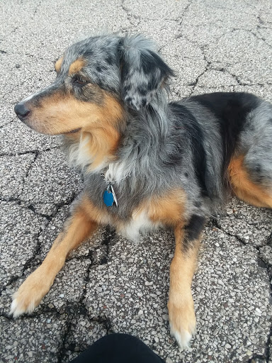 Pet Supply Store «PetSmart», reviews and photos, 9122 Mentor Ave, Mentor, OH 44060, USA