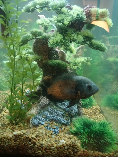 Pet Supply Store «Petco Animal Supplies», reviews and photos, 1951 N Military Trl c, West Palm Beach, FL 33409, USA