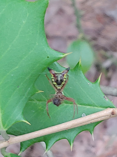 Nature Preserve «Maurice River Bluffs Preserve», reviews and photos, Silver Run Rd, Millville, NJ 08332, USA