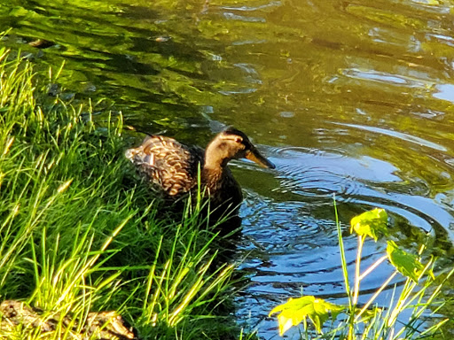 Park «Fords Park», reviews and photos, King Georges Rd, Woodbridge, NJ 07095, USA