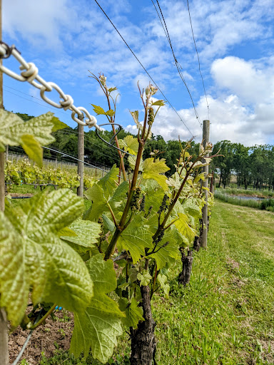 Vineyard «Cristom Vineyards», reviews and photos, 6905 Spring Valley Rd NW, Salem, OR 97304, USA