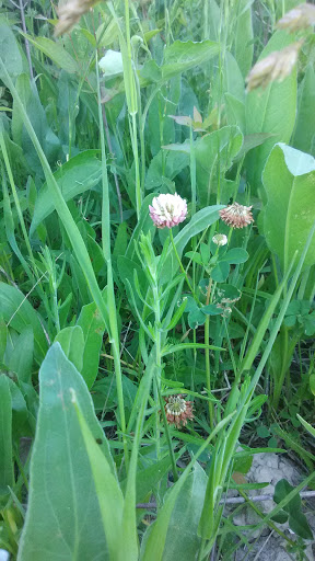 Nature Preserve «Greenbelt Forest Preserve», reviews and photos, 1110 S Green Bay Rd, North Chicago, IL 60035, USA
