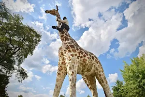 Mann auf Giraffe image