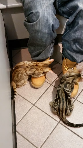 Pet Store «Petland», reviews and photos, 2123 Old Hudson Rd, St Paul, MN 55119, USA