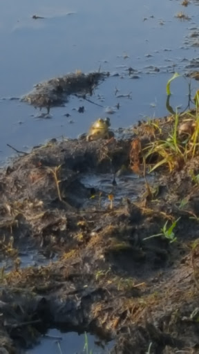 Golf Club «Indian Run Golf Club», reviews and photos, 6359 Rs Ave E, Scotts, MI 49088, USA