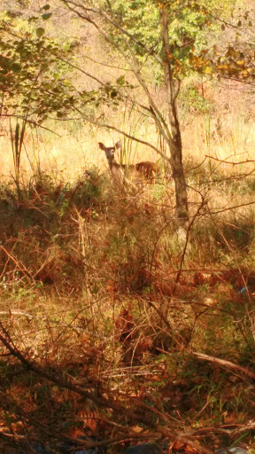 Park «Arrowbrook Park», reviews and photos, Field Point Rd, Herndon, VA 20171, USA