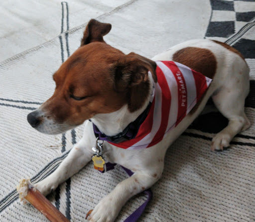 Pet Supply Store «PetSmart», reviews and photos, 181 Wilson Ave, Hanover, PA 17331, USA