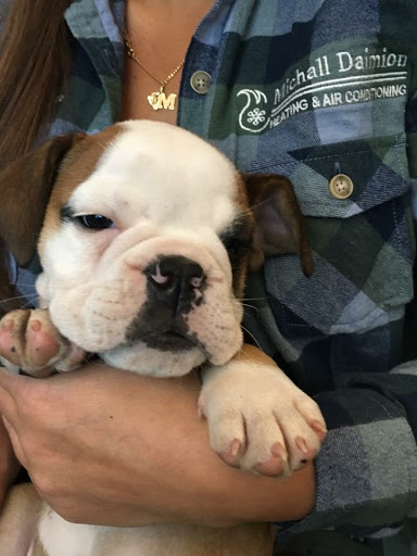 HVAC Contractor «Michall Daimion Heating & Air Conditioning, Inc.», reviews and photos, 440 E King Rd, Malvern, PA 19355, USA