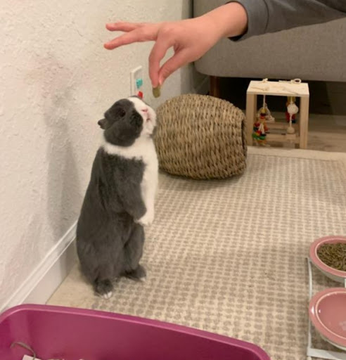 Pet Supply Store «Concord Feed Pet & Livestock Supplies», reviews and photos, 228 Hookston Rd, Pleasant Hill, CA 94523, USA