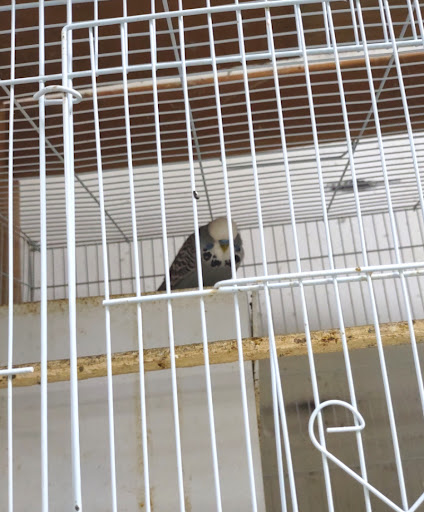 Bird Shop «Birdman Pet Shop», reviews and photos, 3520 N Figueroa St, Los Angeles, CA 90042, USA