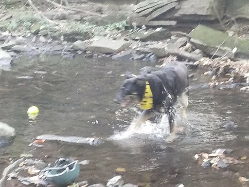 Park «Glenfield», reviews and photos, Bloomfield Ave & Maple Ave, Montclair, NJ 07042, USA