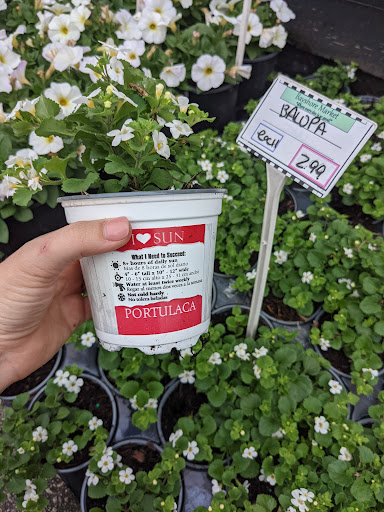 Grocery Store «Bayshore Market», reviews and photos, 5025 Bayshore Blvd, Tampa, FL 33611, USA