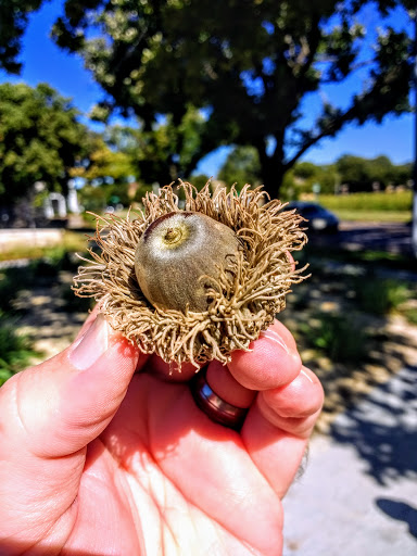 Art Museum «Wichita Art Museum», reviews and photos, 1400 Museum Blvd, Wichita, KS 67203, USA