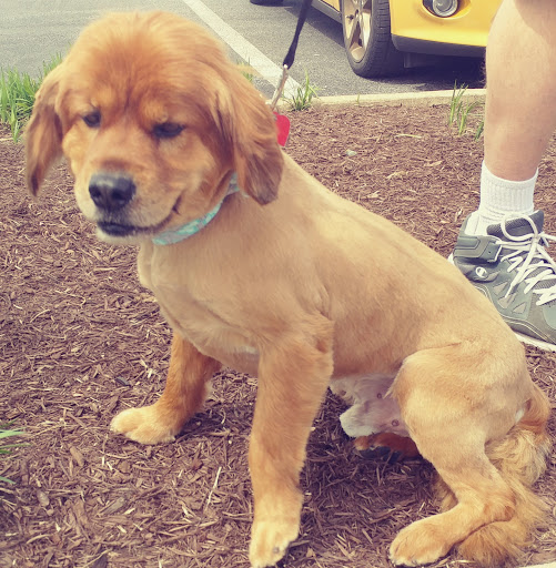 Pet Supply Store «Petco Animal Supplies», reviews and photos, 217 Oak Lee Dr #16, Ranson, WV 25438, USA