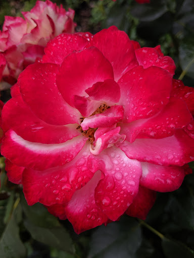 Modern Art Museum «Museum of Pop Culture», reviews and photos, 325 5th Ave N, Seattle, WA 98109, USA