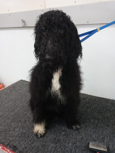 Pet Groomer «U Dirty Dog», reviews and photos, 232 Stevens Entry, Peachtree City, GA 30269, USA