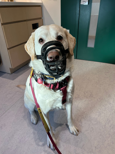 Juno Veterinary Bloor West image