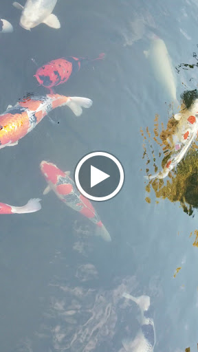 Garden «Portland Japanese Garden», reviews and photos, 611 SW Kingston Ave, Portland, OR 97205, USA