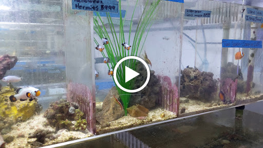 Tropical Fish Store «The Fish Store», reviews and photos, 2050 Chamblee Tucker Rd, Chamblee, GA 30341, USA