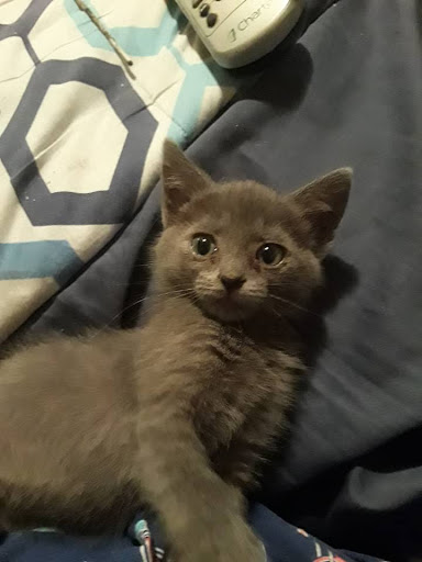 Pet Supply Store «PetSmart», reviews and photos, 3780 Riverchase Village #300, Hoover, AL 35244, USA