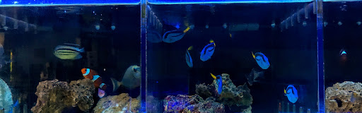 Aquarium «Neptunes Aquariums», reviews and photos, 5329 W 20th Ave, Hialeah, FL 33012, USA