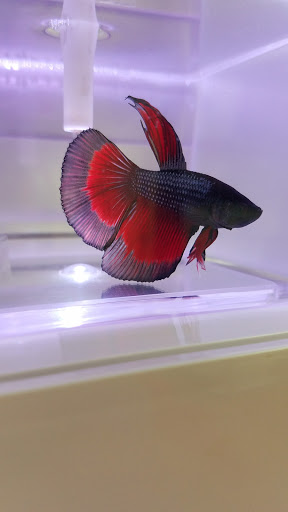 Pet Supply Store «Pet Supermarket», reviews and photos, 11160 Panama City Beach Pkwy #402, Panama City Beach, FL 32407, USA