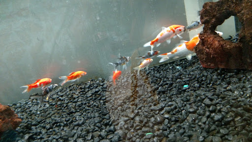 Pet Supply Store «Petco Animal Supplies», reviews and photos, 16434 N Marketplace Blvd, Nampa, ID 83651, USA