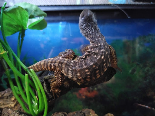 Pet Supply Store «Pet Station Jackson», reviews and photos, 1617 E Michigan Ave, Jackson, MI 49202, USA