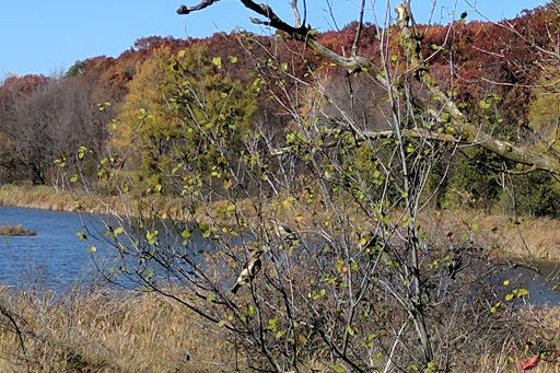 Nature Preserve «Tamarack Nature Center», reviews and photos, 5287 Otter Lake Rd, White Bear Township, MN 55110, USA