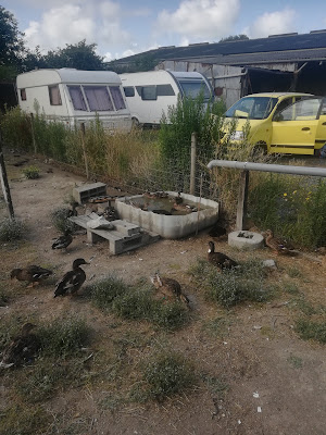 le loup dans la bergerie à Montmartin-sur-Mer