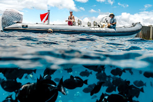 Captain Max Boat Tours: Oahu Turtle Snorkeling and Whale Watching Tours image