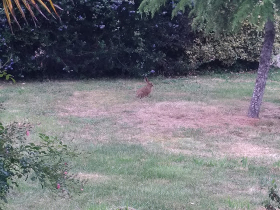 Photos des visiteurs Lodge Gîte la Viallière 85700 Réaumur