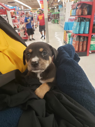 Pet Supply Store «Petco Animal Supplies», reviews and photos, 12014 SW 88th St, Miami, FL 33186, USA