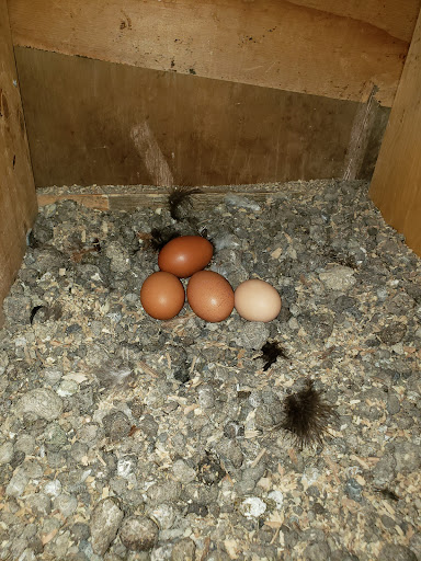 Pet Supply Store «Concord Feed Pet & Livestock Supplies», reviews and photos, 5288 Clayton Rd, Concord, CA 94521, USA